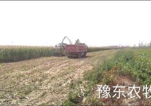 豫東農(nóng)牧自走式青儲(chǔ)機(jī)新疆收割現(xiàn)場(chǎng)